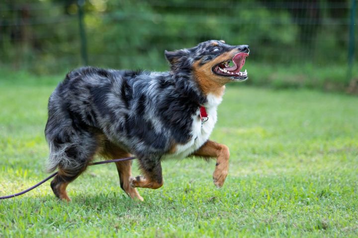 Dog For Adoption Vesper An Australian Shepherd In Durham Nc Petfinder