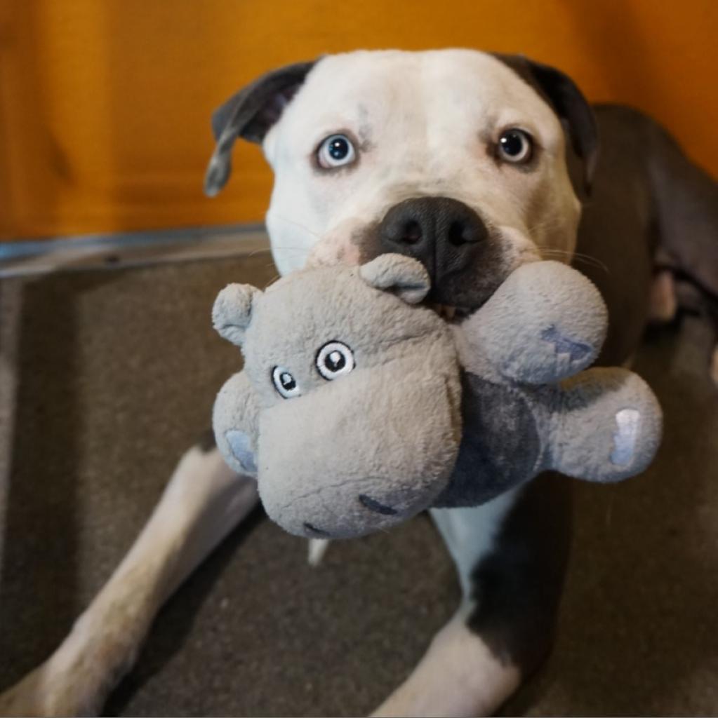 Josh, an adoptable American Staffordshire Terrier in Kanab, UT, 84741 | Photo Image 1