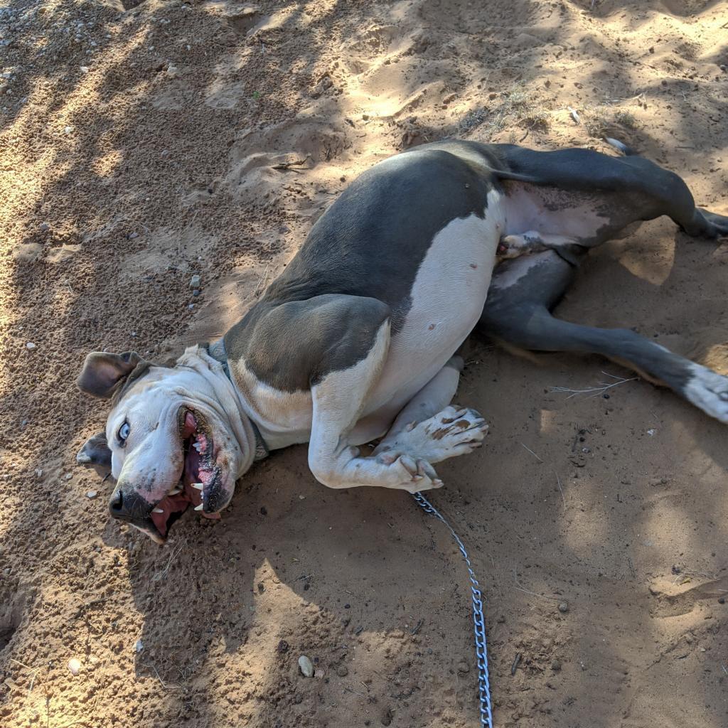 Josh, an adoptable American Staffordshire Terrier in Kanab, UT, 84741 | Photo Image 2