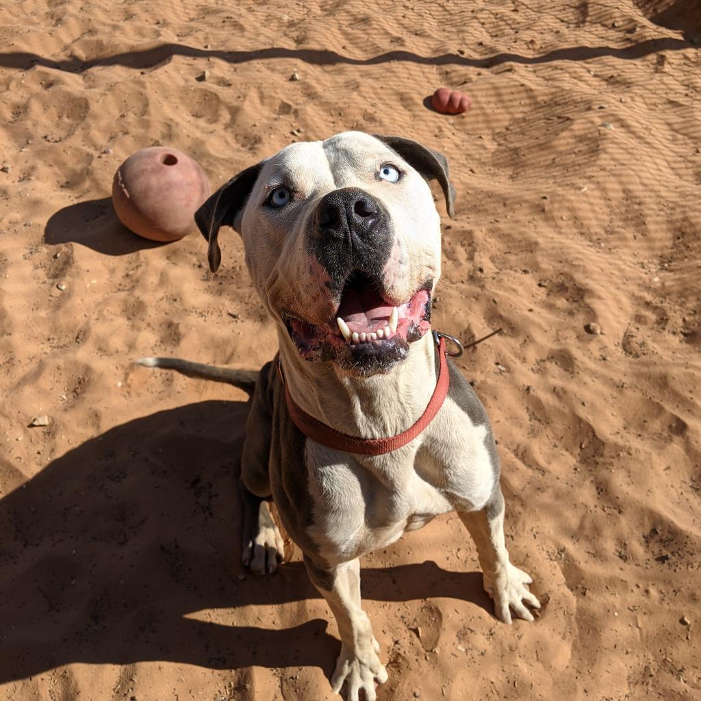 Josh, an adoptable American Staffordshire Terrier in Kanab, UT, 84741 | Photo Image 4