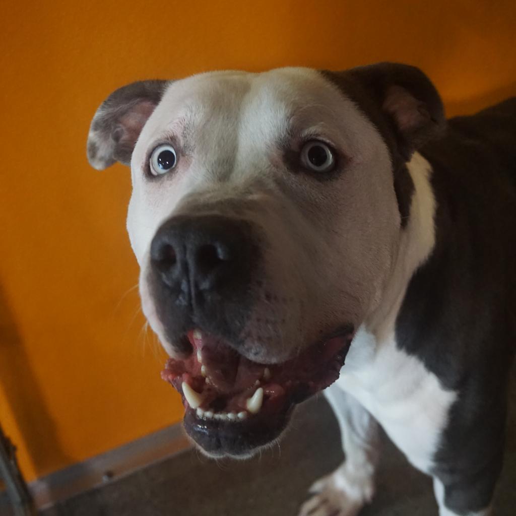 Josh, an adoptable American Staffordshire Terrier in Kanab, UT, 84741 | Photo Image 5