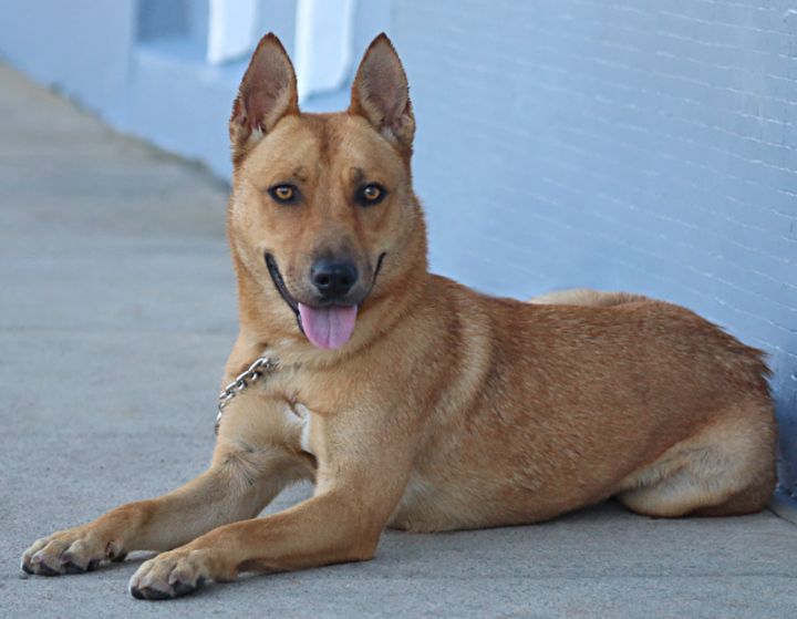Melody von Meppen", an adoptable German Shepherd Dog Mix in Los Angeles, CA_image-6