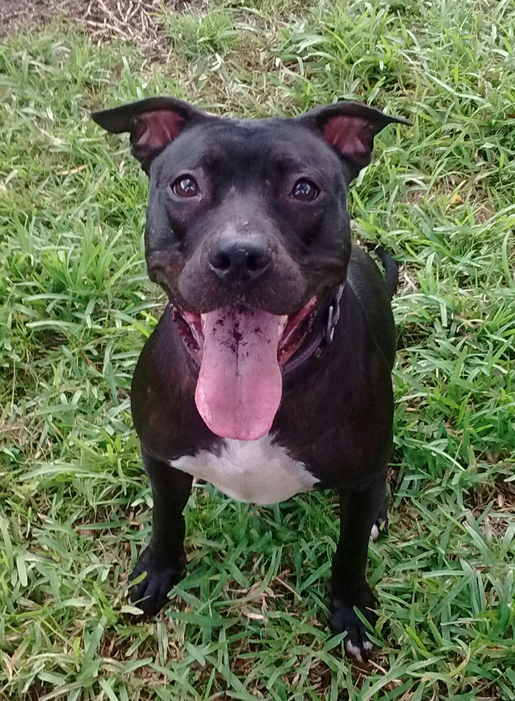 Faith, an adoptable Terrier in Coral Springs, FL, 33071 | Photo Image 4