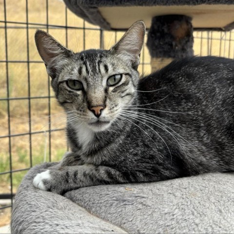 Clyde, an adoptable Domestic Short Hair in Sheridan, WY, 82801 | Photo Image 1