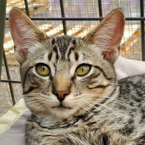 Clyde, an adoptable Domestic Short Hair in Sheridan, WY, 82801 | Photo Image 3