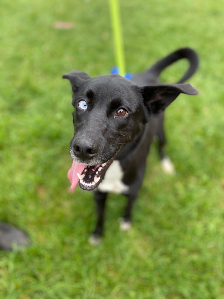 Dog For Adoption Nina A Cattle Dog Labrador Retriever Mix In Appleton Wi Petfinder