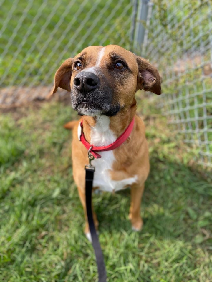 Dog For Adoption Donner A Black Mouth Cur Labrador Retriever Mix In Appleton Wi Petfinder