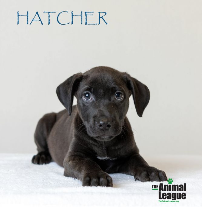 Hatcher