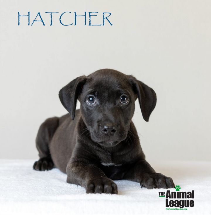 Hatcher 1