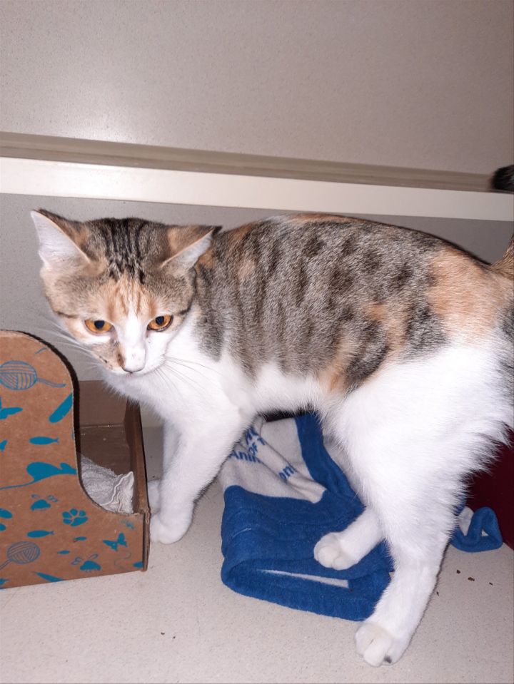 Sookie, an adoptable Calico & Domestic Short Hair Mix in Iroquois, IL_image-1