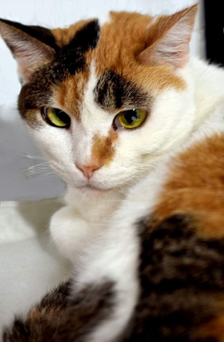 Catalina, an adoptable Calico & Domestic Short Hair Mix in Iroquois, IL_image-1