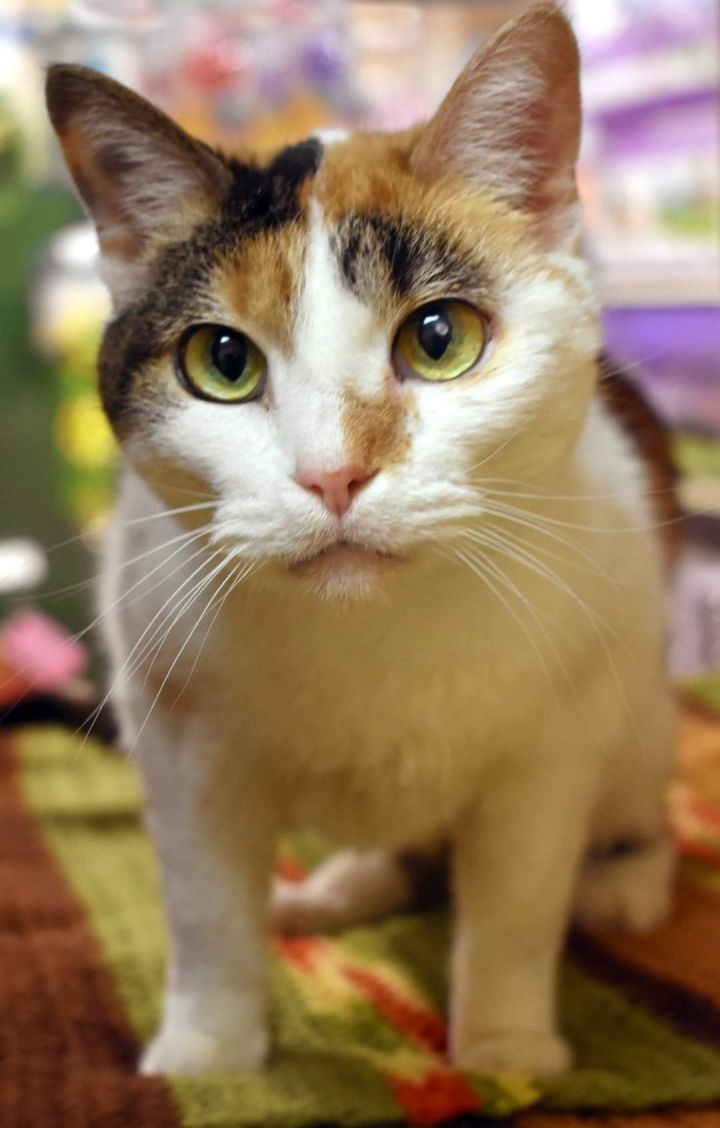 Catalina, an adoptable Calico & Domestic Short Hair Mix in Iroquois, IL_image-2