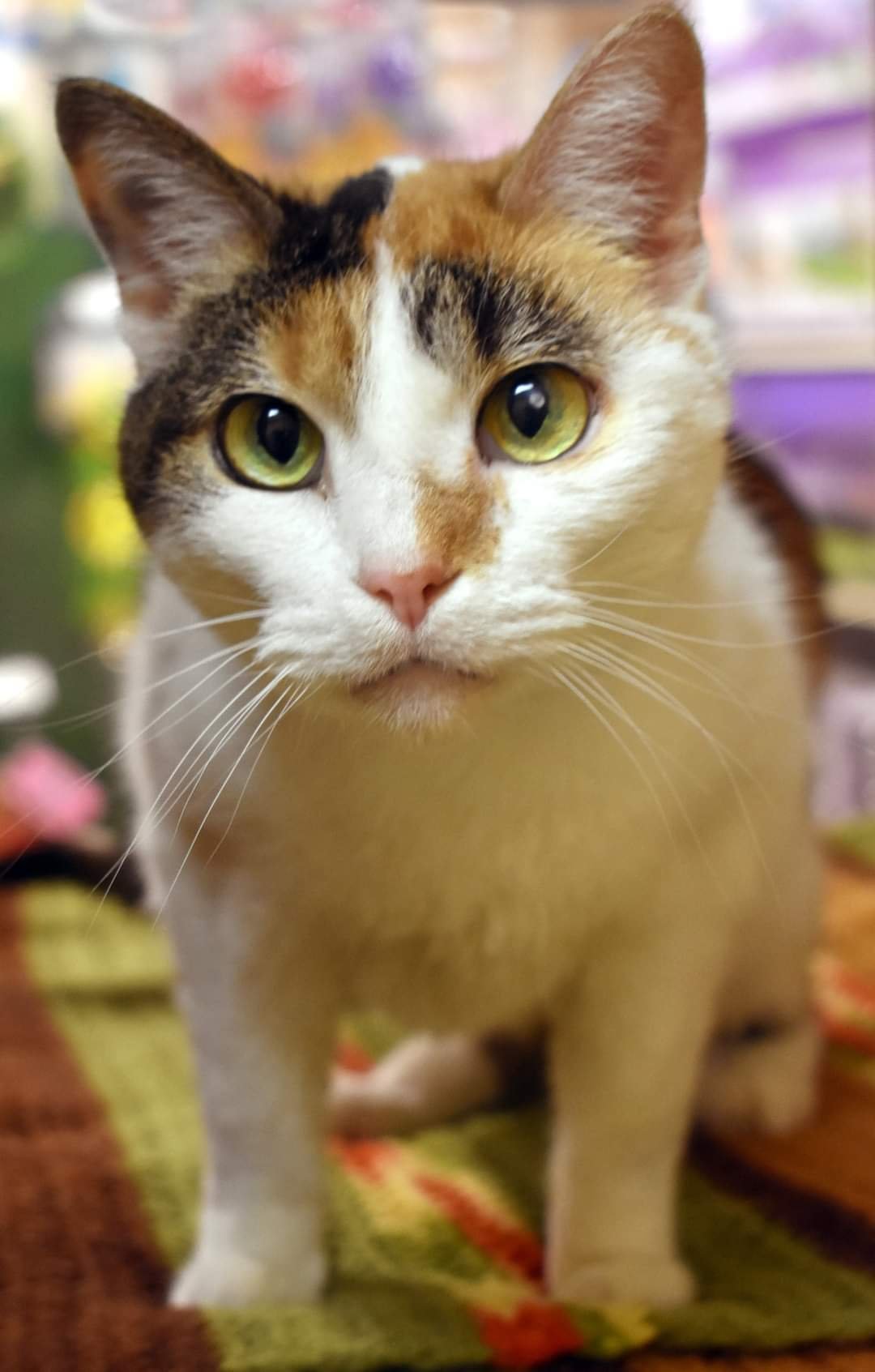 Catalina, an adoptable Calico, Domestic Short Hair in Iroquois, IL, 60945 | Photo Image 2
