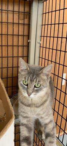 Kerrigan, an adoptable Domestic Short Hair in Redding, CA, 96099 | Photo Image 2