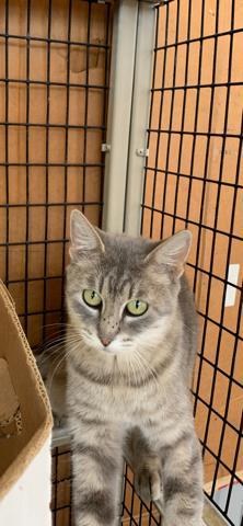 Kerrigan, an adoptable Domestic Short Hair in Redding, CA, 96099 | Photo Image 2