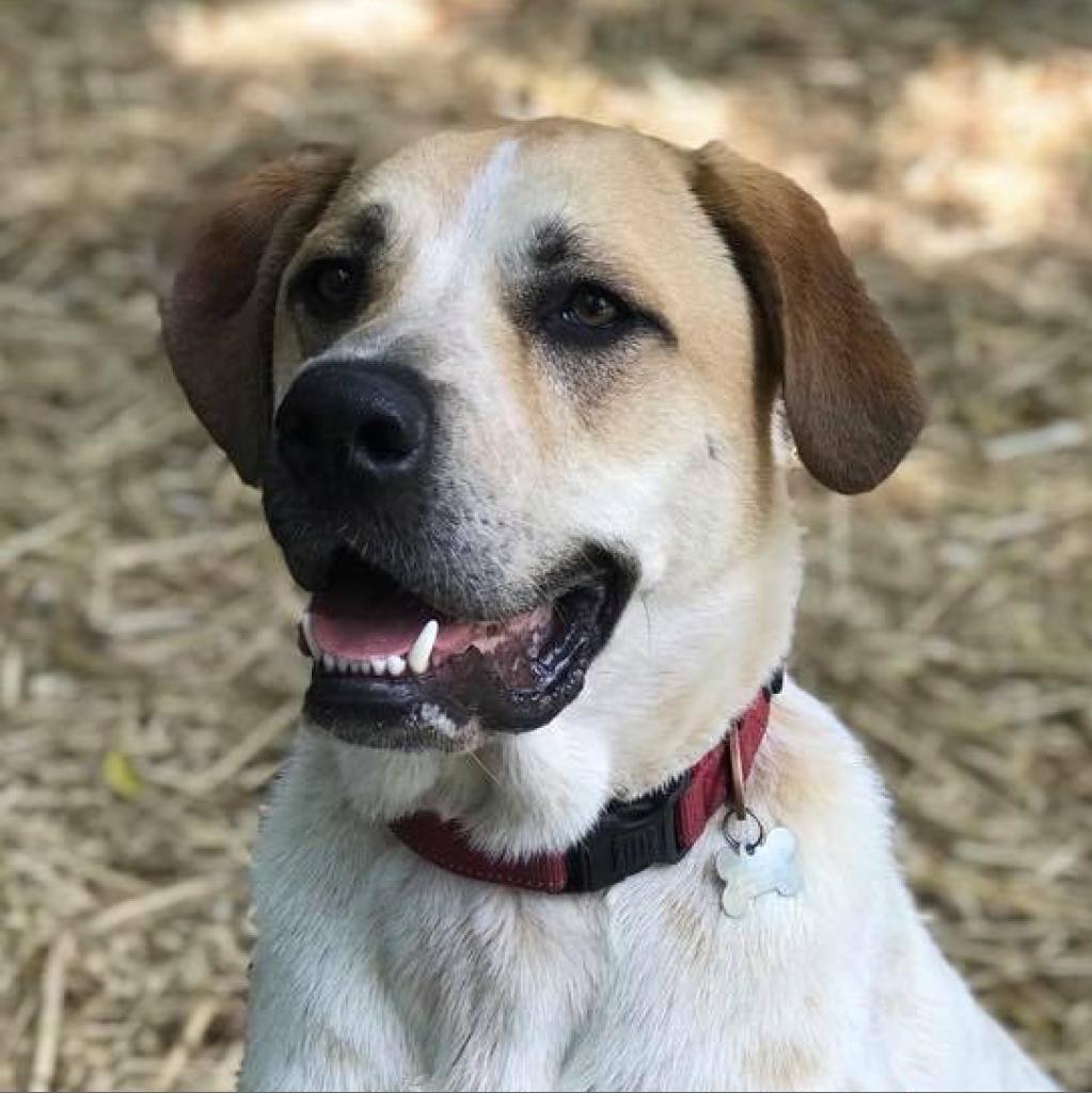 Scooter, an adoptable Labrador Retriever, English Coonhound in Kanab, UT, 84741 | Photo Image 1