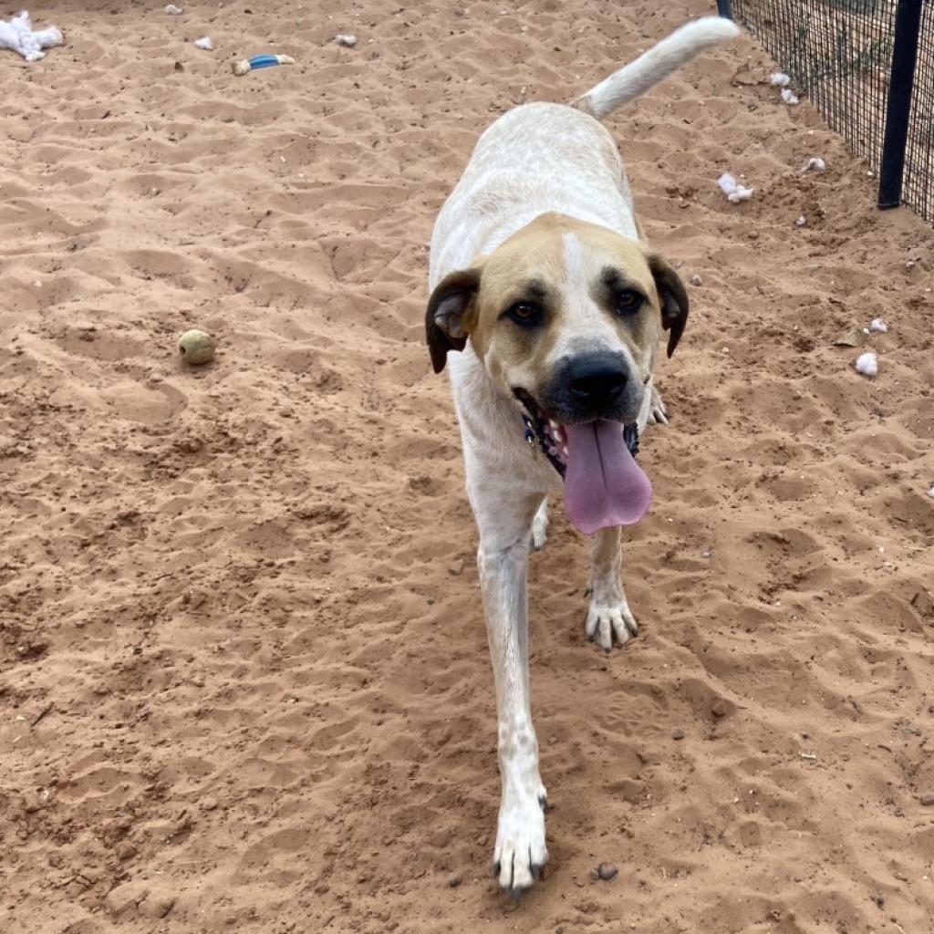 Scooter, an adoptable Labrador Retriever, English Coonhound in Kanab, UT, 84741 | Photo Image 3