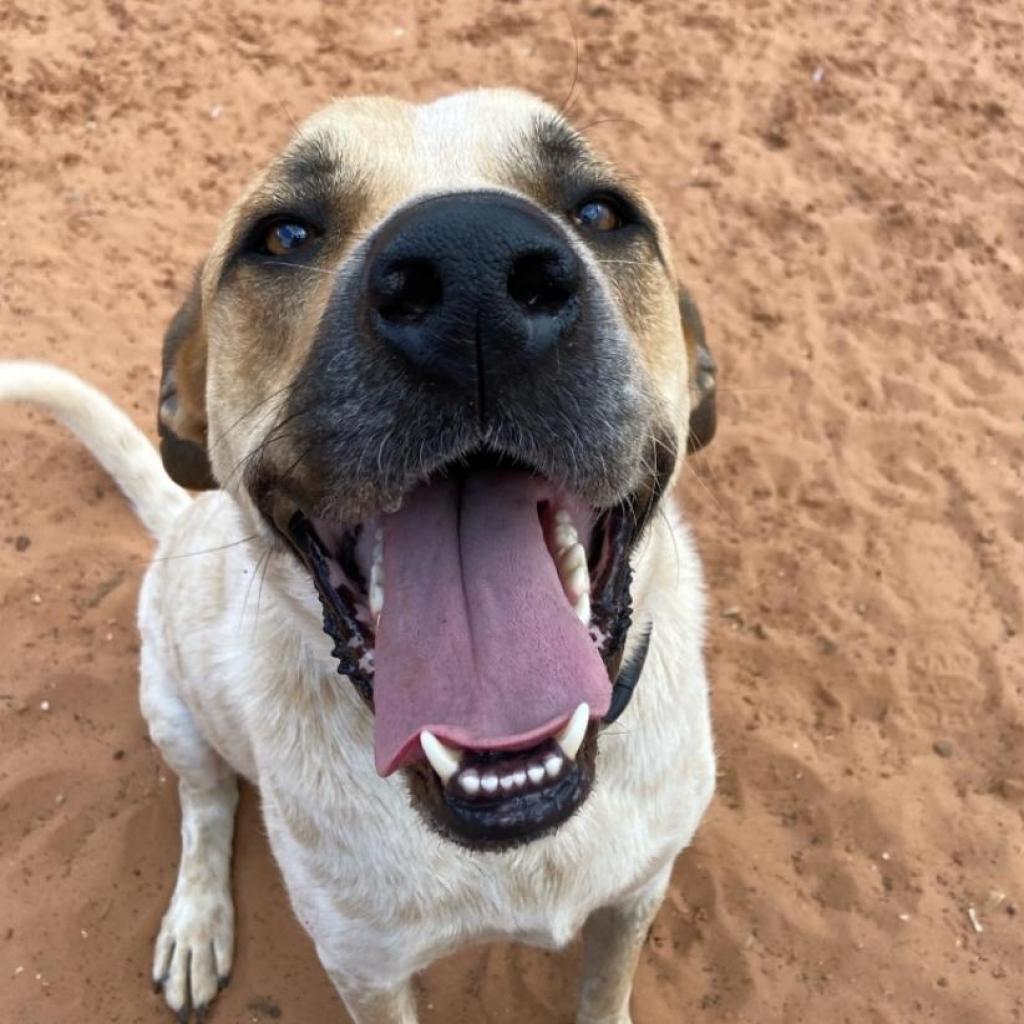 Scooter, an adoptable Labrador Retriever, English Coonhound in Kanab, UT, 84741 | Photo Image 4