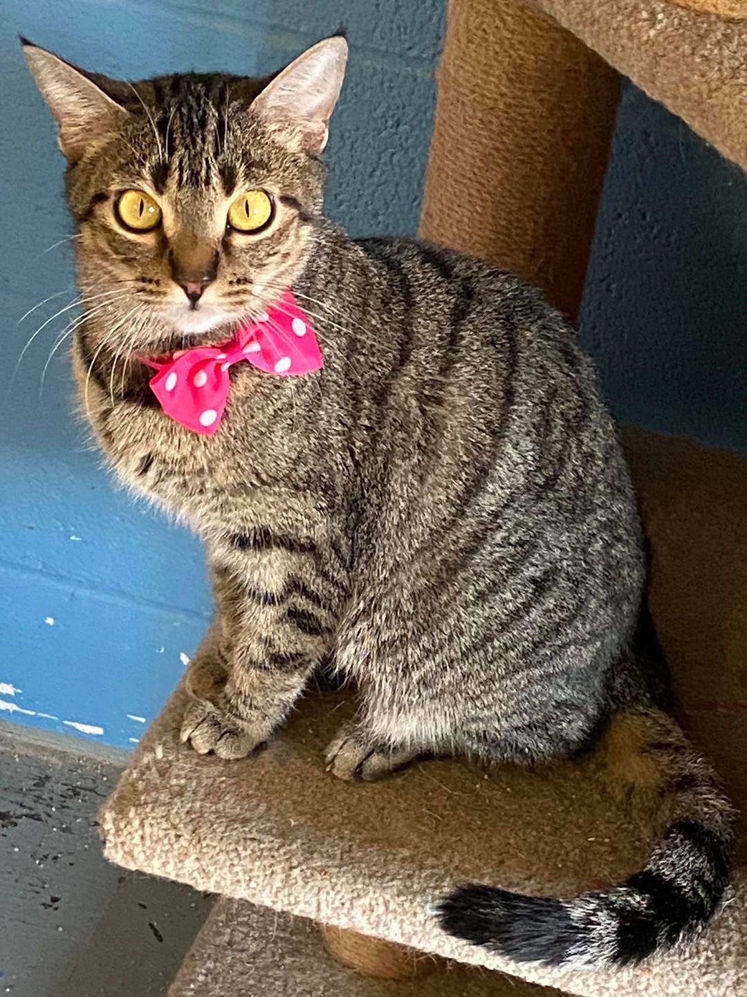 Miss Kitty, an adoptable Domestic Short Hair in Boston, KY, 40107 | Photo Image 1