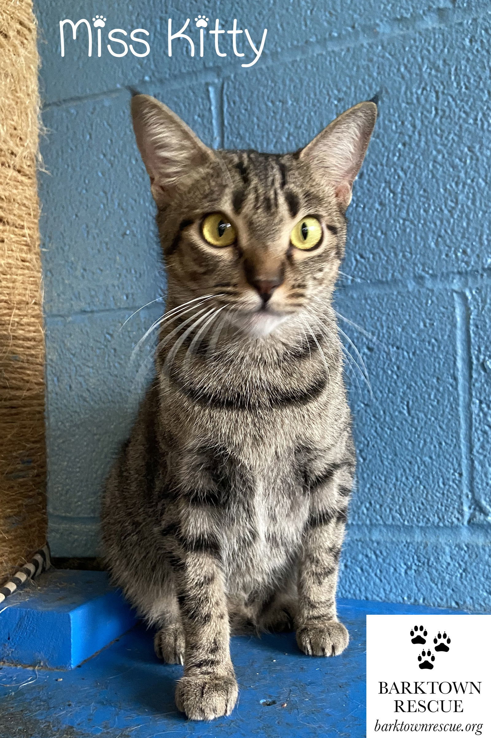 Miss Kitty, an adoptable Domestic Short Hair in Boston, KY, 40107 | Photo Image 2