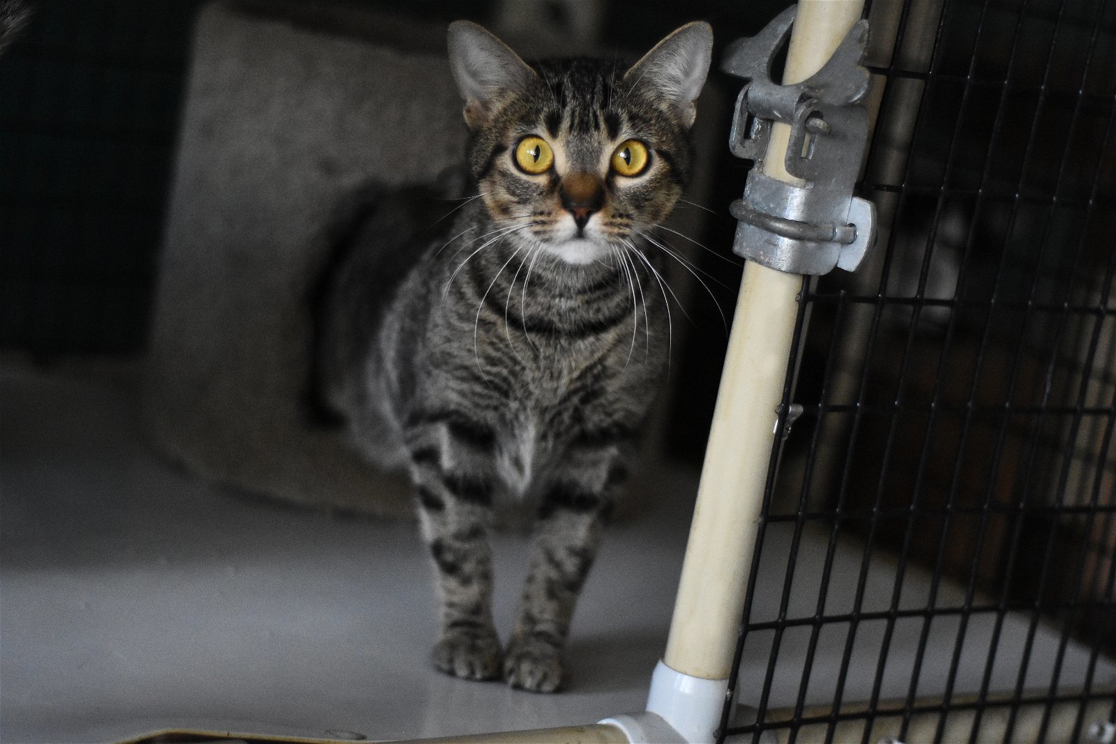 Miss Kitty, an adoptable Domestic Short Hair in Boston, KY, 40107 | Photo Image 3