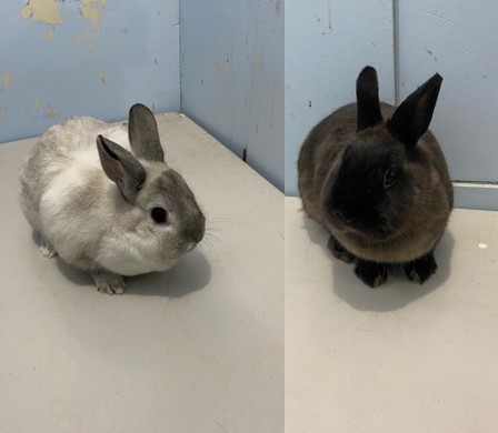 dwarf rabbits for adoption