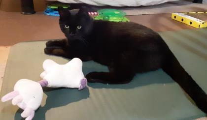Sailor, an adoptable Domestic Short Hair in New York, NY, 10019 | Photo Image 3
