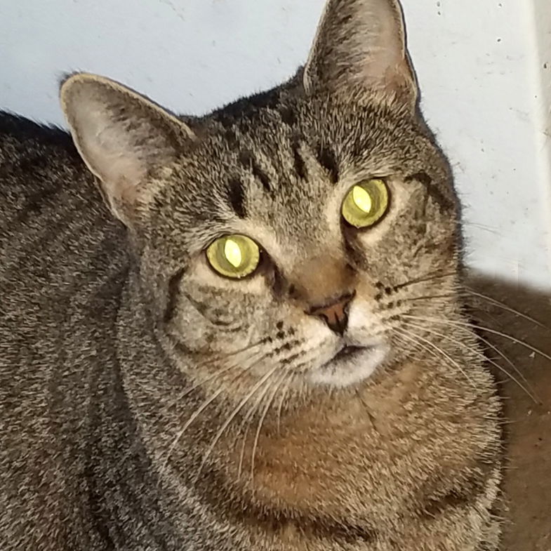 Covey, an adoptable Domestic Short Hair in Philadelphia, PA, 19111 | Photo Image 1