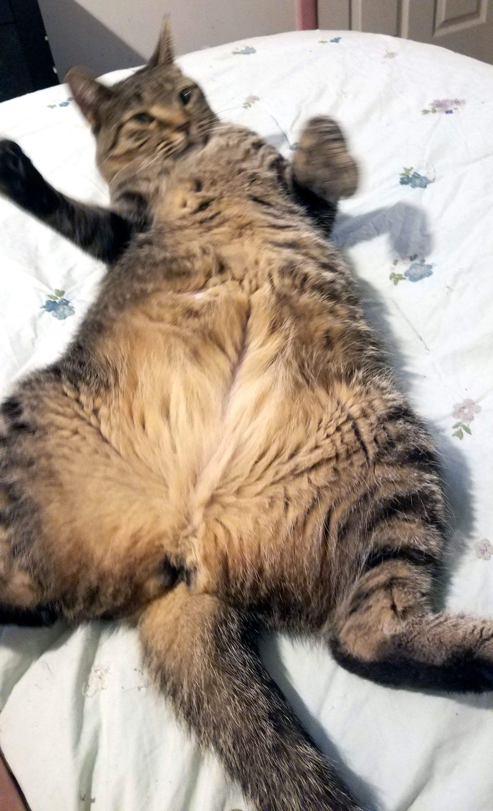 Covey, an adoptable Domestic Short Hair in Philadelphia, PA, 19111 | Photo Image 2