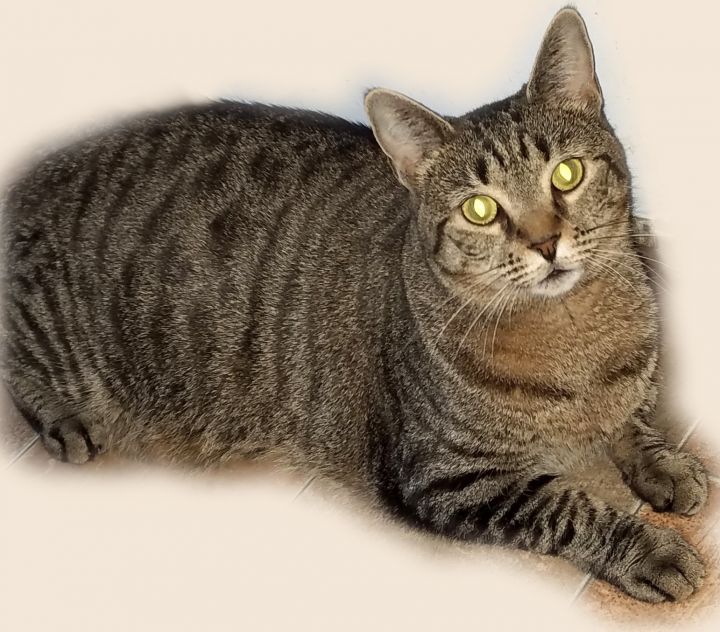 Covey, an adoptable Domestic Short Hair in Philadelphia, PA_image-3