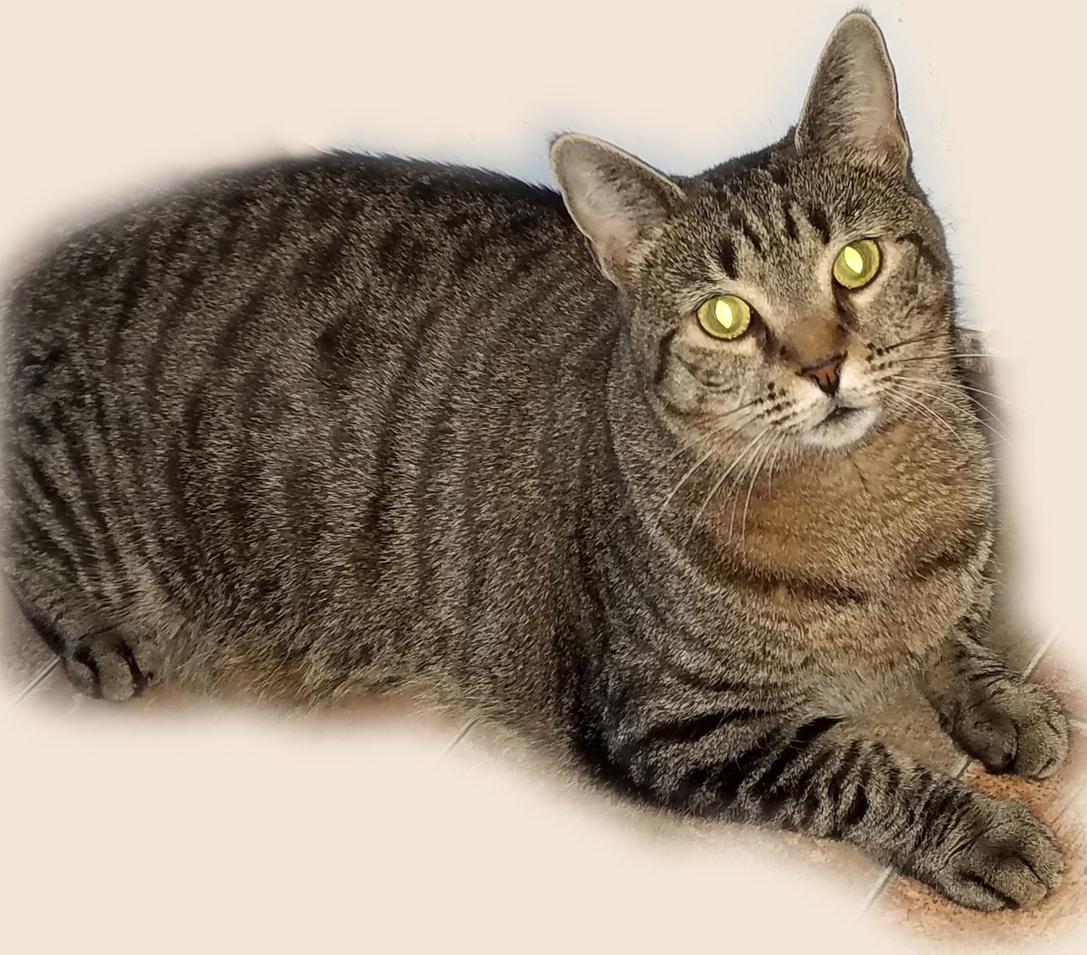 Covey, an adoptable Domestic Short Hair in Philadelphia, PA, 19111 | Photo Image 3