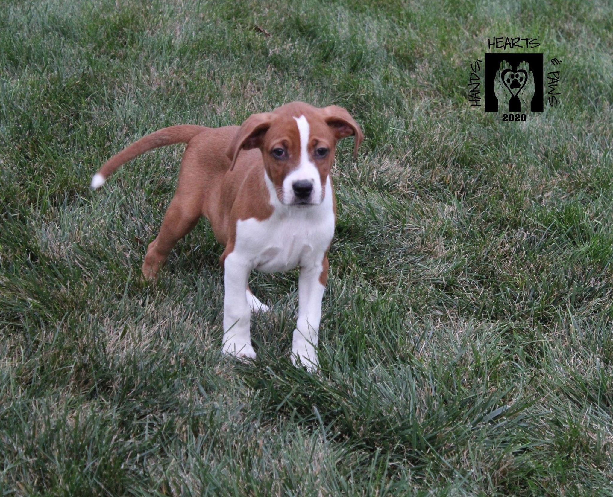 Ricochet, an adoptable Hound, Boxer in Omaha, NE, 68106 | Photo Image 4