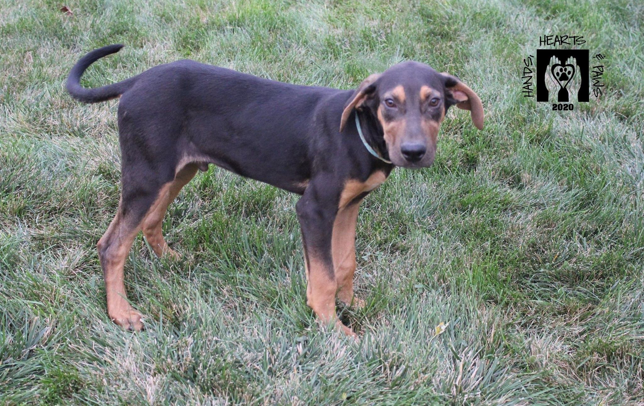 Dog For Adoption Cadmus A Hound Mix In Omaha Ne Petfinder