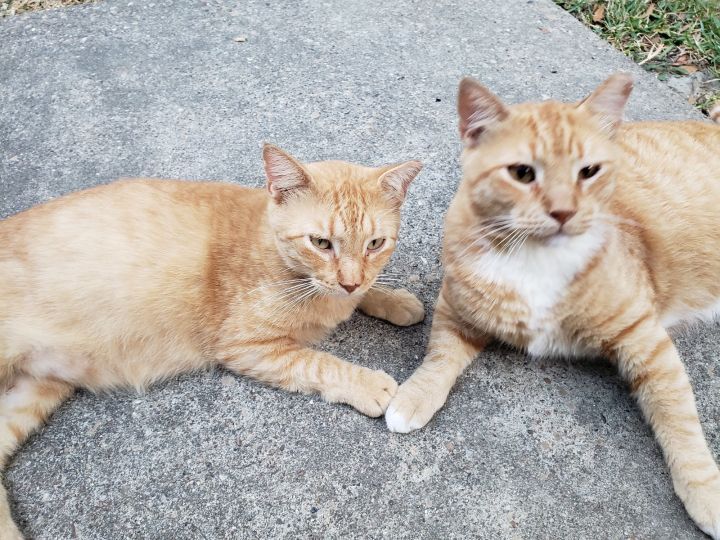 Ginger and Margaret, an adoptable Domestic Short Hair Mix in Rowlett, TX_image-1
