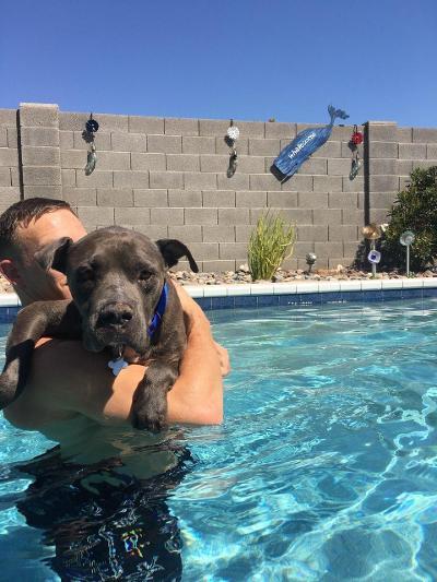 Bruce, an adoptable Terrier & Staffordshire Bull Terrier Mix in Phoenix, AZ_image-3