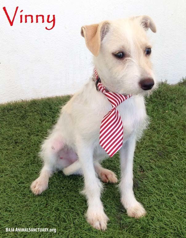 wire fox terrier jack russell mix