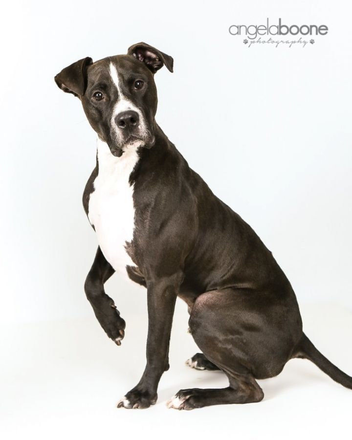 Champ, an adoptable Pit Bull Terrier Mix in Plymouth, MN_image-3