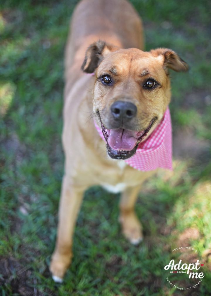 Penelope, an adopted Golden Retriever & Boxer Mix in Houston, TX_image-4