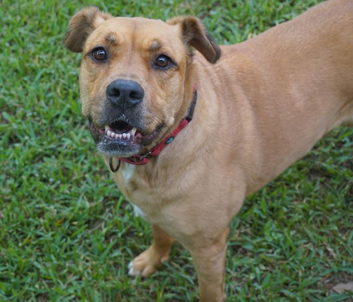 Penelope, an adopted Golden Retriever & Boxer Mix in Houston, TX_image-5