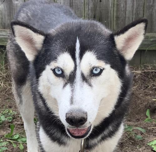 Lizzo, an adoptable Siberian Husky in Raleigh, NC, 27624 | Photo Image 1