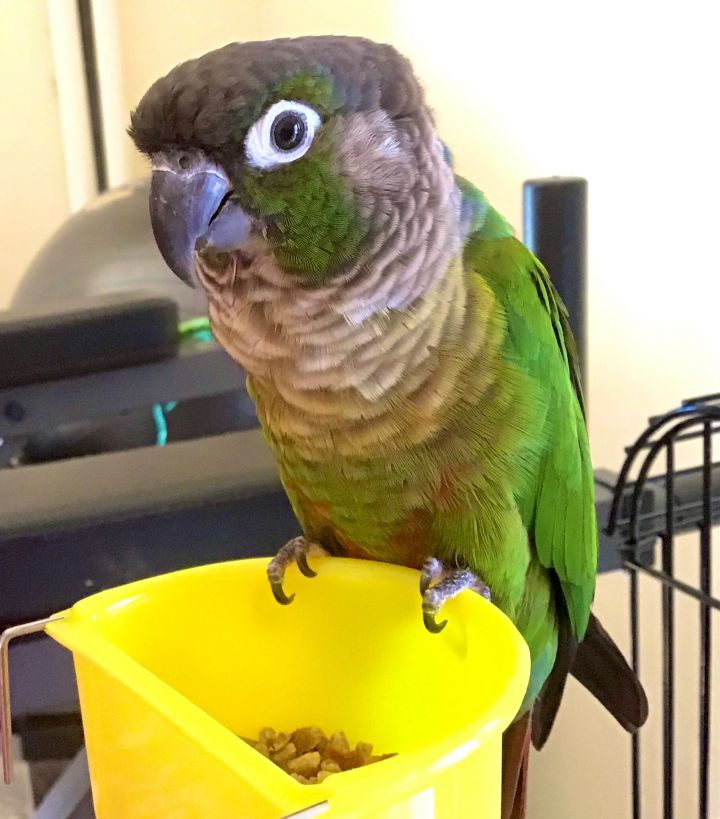 Twinkle, an adopted Conure in Salt Lake City, UT_image-1