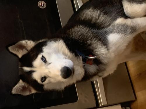 Oscar, an adoptable Siberian Husky in Raleigh, NC, 27624 | Photo Image 3