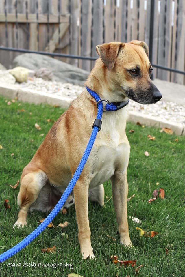 Archer (was Burke), an adoptable Mixed Breed in Watertown, WI, 53094 | Photo Image 2