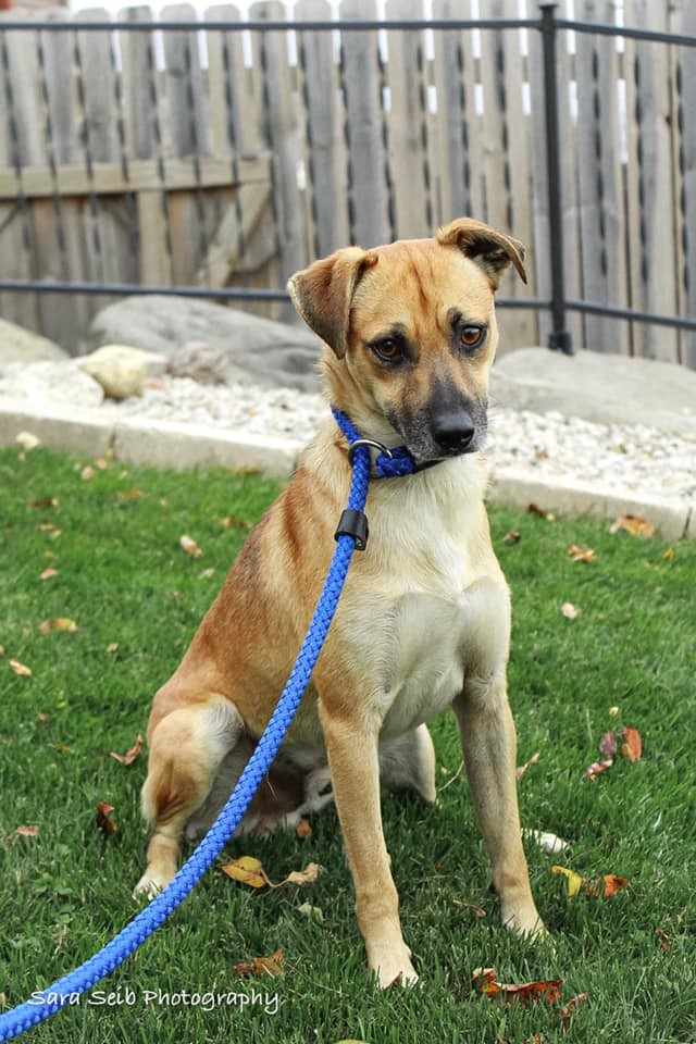 Archer (was Burke), an adoptable Mixed Breed in Watertown, WI, 53094 | Photo Image 4