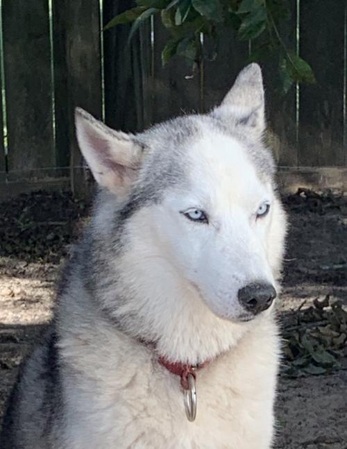 Yule, an adoptable Siberian Husky in Raleigh, NC, 27624 | Photo Image 1