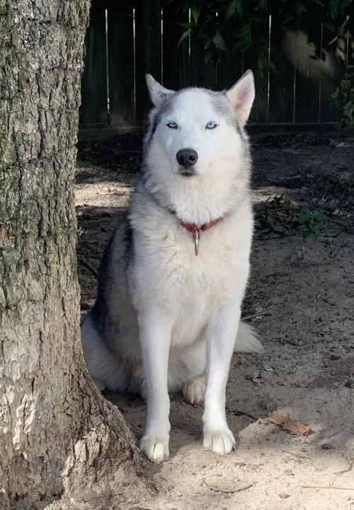 Yule, an adoptable Siberian Husky in Raleigh, NC, 27624 | Photo Image 3