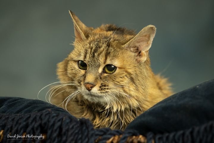 Cat For Adoption Lulu A Domestic Medium Hair In Anchorage Ak Petfinder