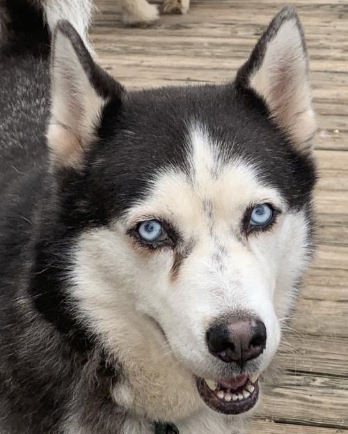 Jo, an adoptable Siberian Husky in Raleigh, NC, 27624 | Photo Image 1