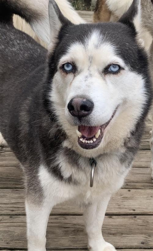 Jo, an adoptable Siberian Husky in Raleigh, NC, 27624 | Photo Image 3