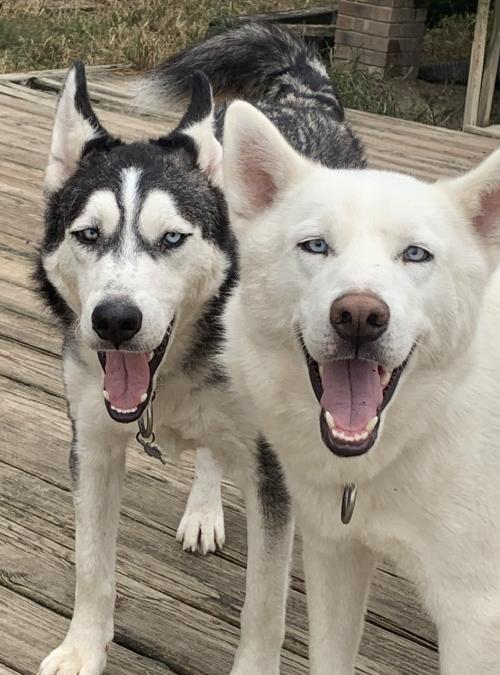 Pongo and Chum-Bonded Boys, an adoptable Siberian Husky in Raleigh, NC, 27624 | Photo Image 1